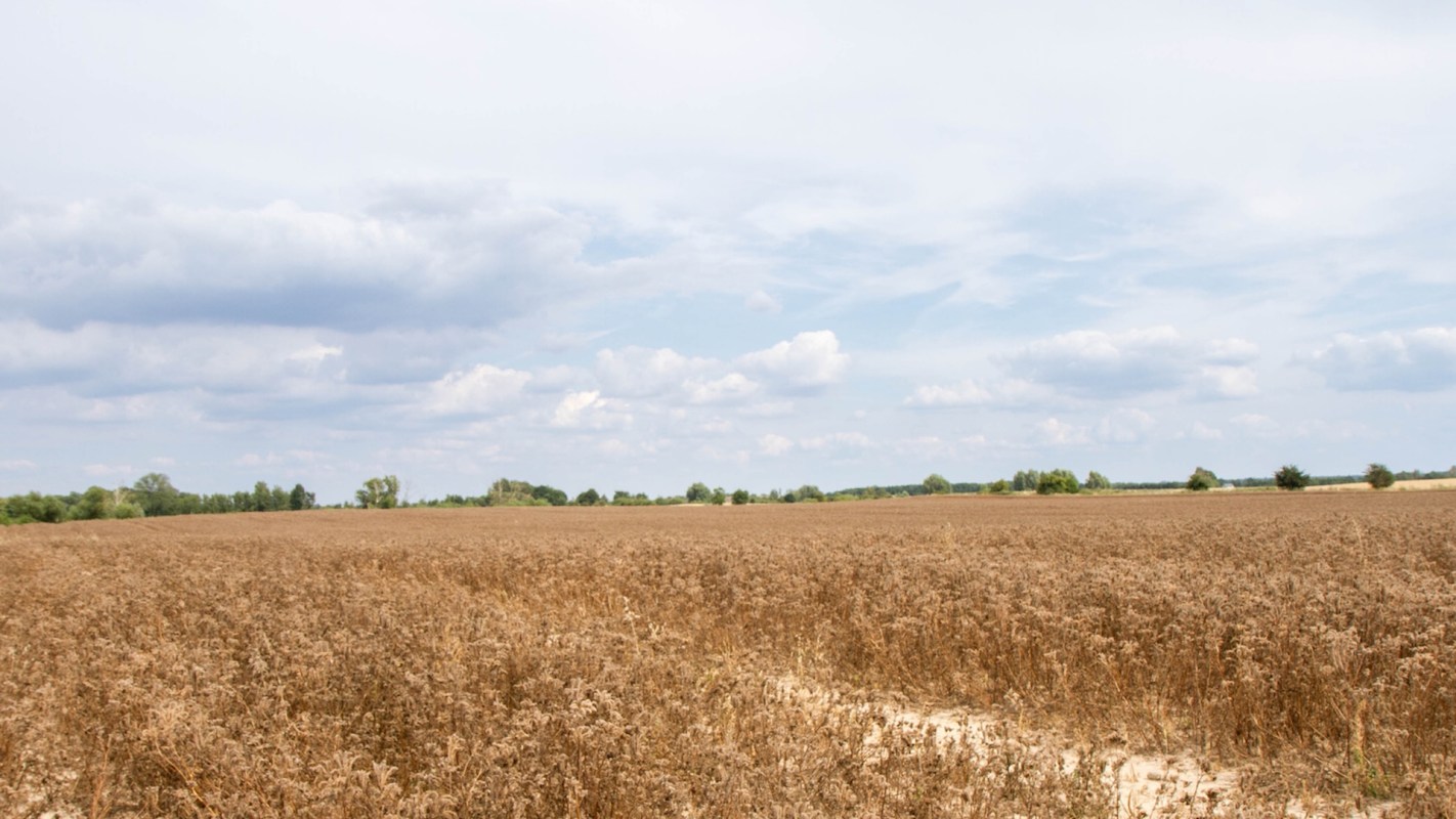 A agricultural field with golden wheat.