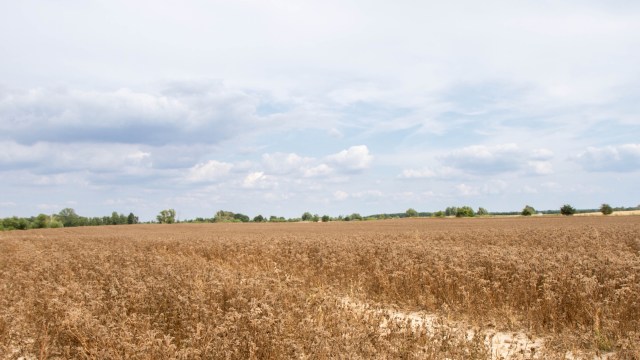 A agricultural field with golden wheat.