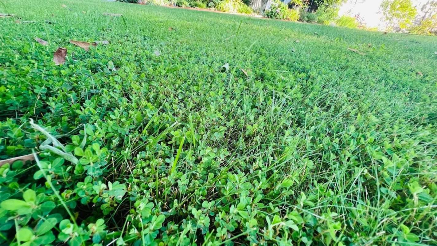 A close-up view of lush green grass and clover patches in a garden setting.