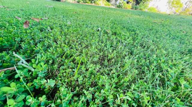 A close-up view of lush green grass and clover patches in a garden setting.