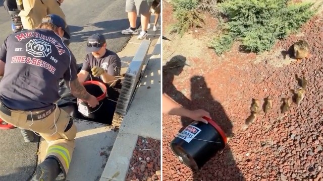 Firefighters rescue ducklings from a storm drain and release them into a nearby garden area.