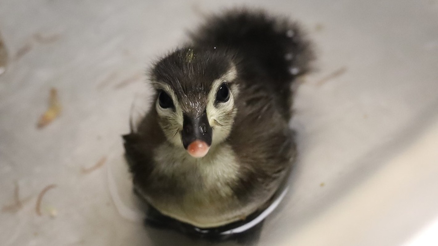 A wide-eyed duckling with black and white feathers in shallow water.