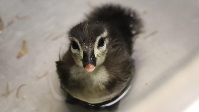 A wide-eyed duckling with black and white feathers in shallow water.
