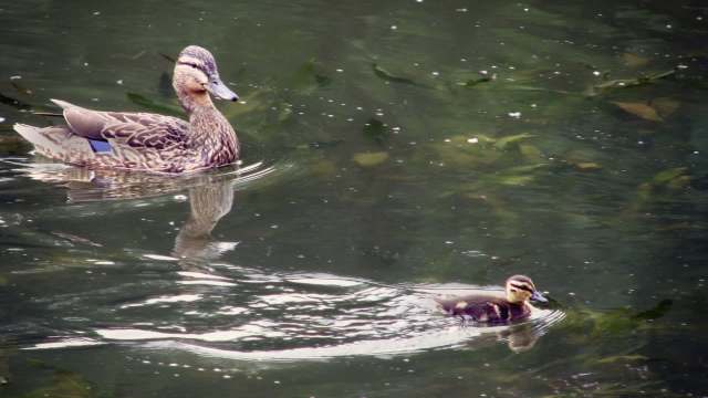 A duck and a duckling in a pond.