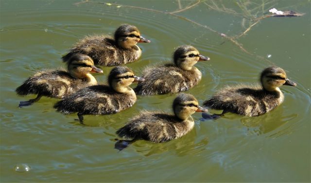 Six ducklings in the water.