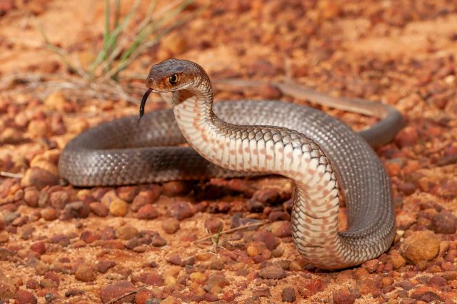 An eastern brown snake.
