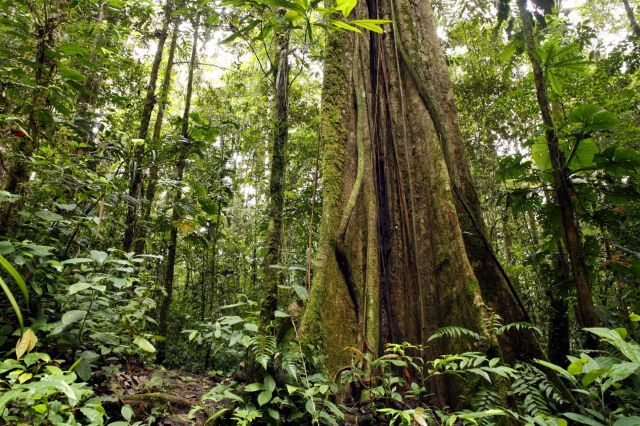 The Amazon Basin in Ecuador.