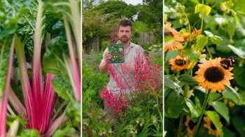 Leafy greens with pink stems, a person holding a book, and a butterfly on sunflowers.
