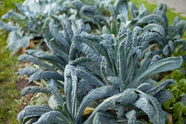 A garden bed with kale.