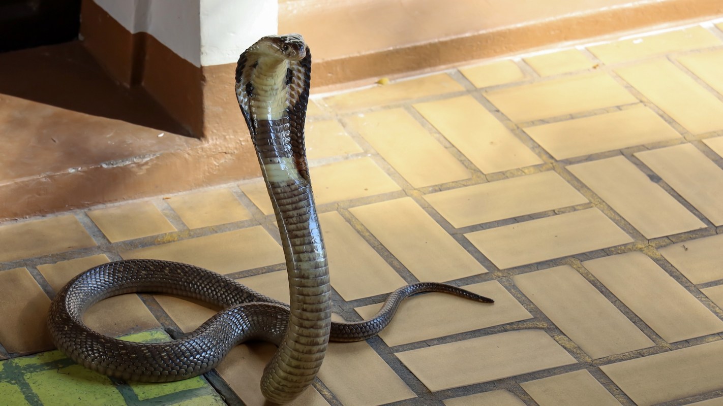 A cobra with a flared hood.