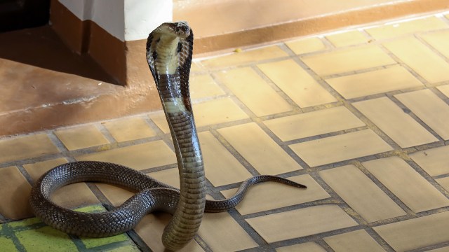 A cobra with a flared hood.