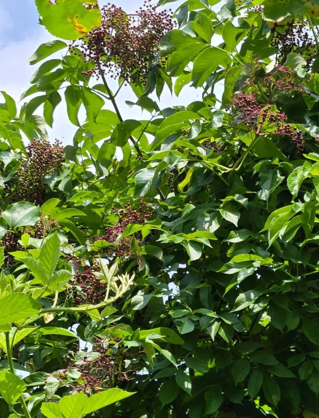 An elderberry patch.