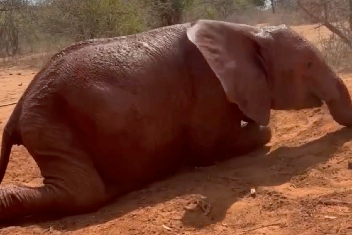 A baby elephant lies on its side in sandy ground, surrounded by sparse vegetation.