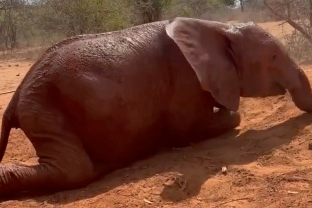 A baby elephant lies on its side in sandy ground, surrounded by sparse vegetation.