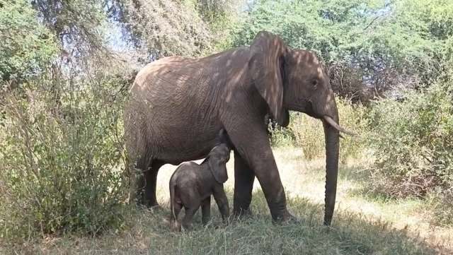 A mother elephant stands beside her calf in a grassy area surrounded by shrubs and trees.