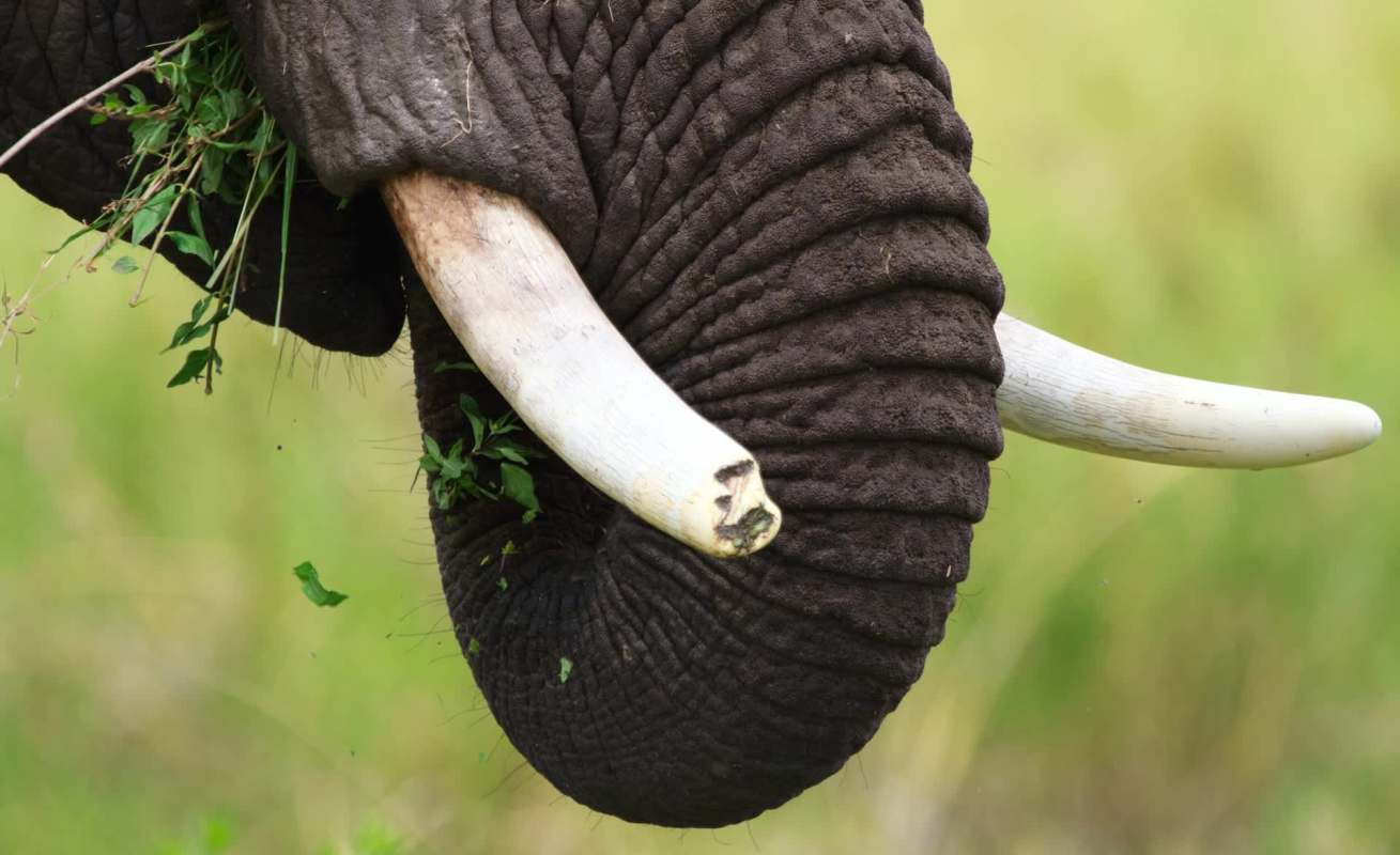An elephant with a broken tusk.