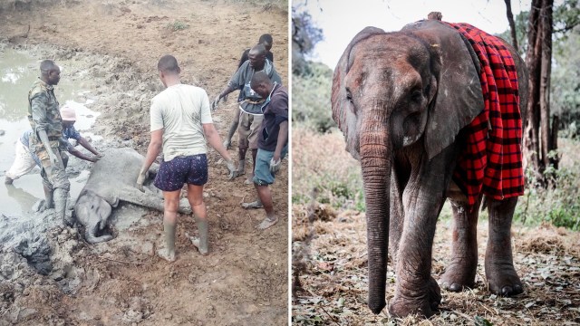 A group of people assist a baby elephant stuck in mud, while another elephant draped in a red blanket stands nearby.