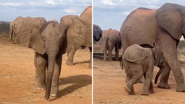 A playful baby elephant walks closely beside its mother in a dry, sandy environment.