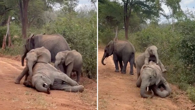 A group of elephants interacting on a dirt path in a natural setting.