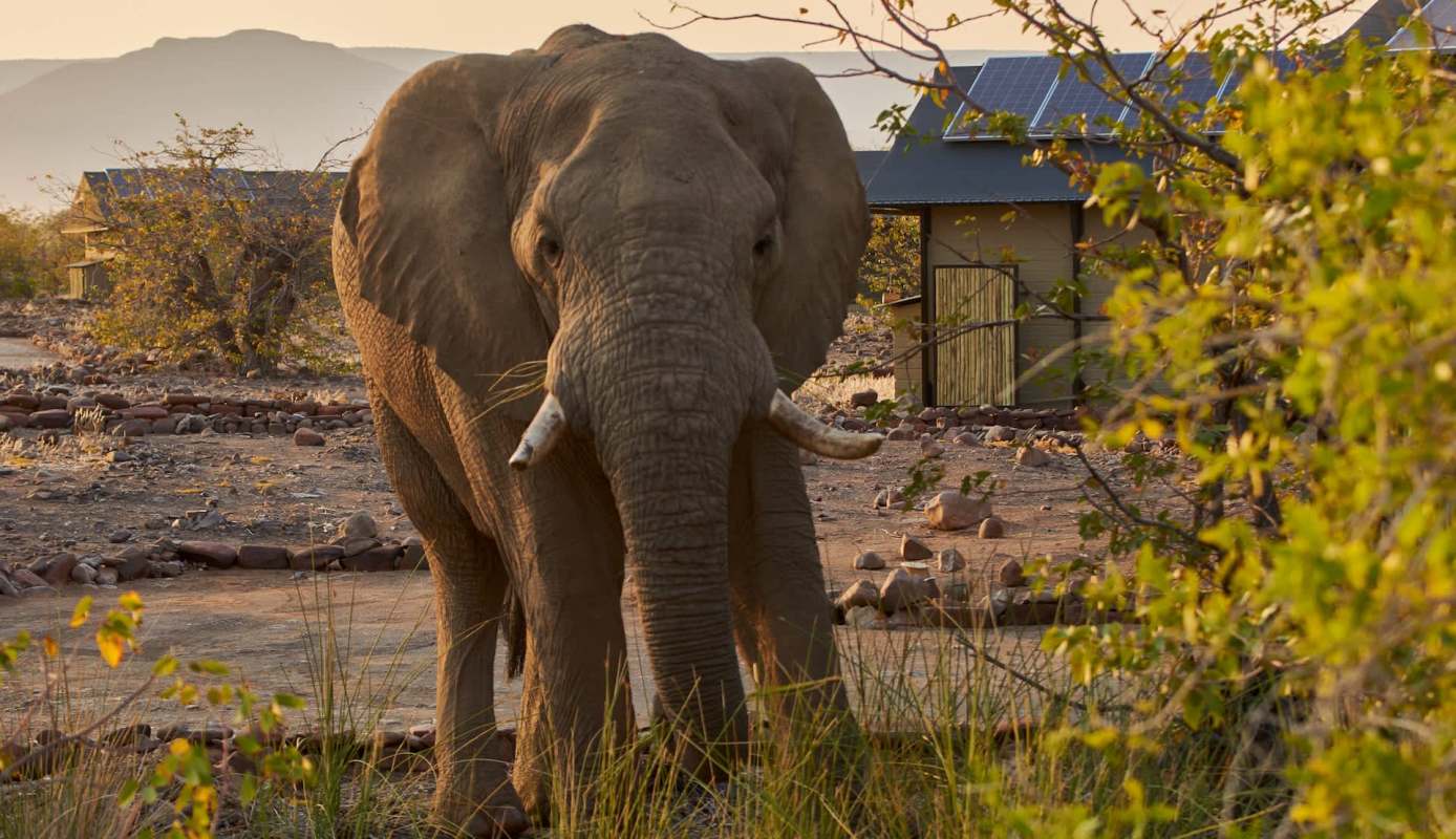 An elephant near a village.
