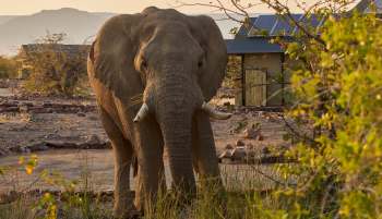An elephant near a village.