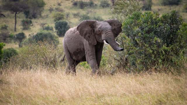 An elephant stands in a grassy area surrounded by shrubs and trees.