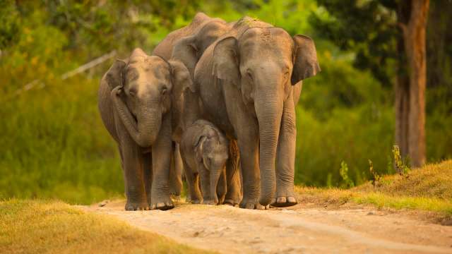 A family of elephants walking along a dirt path, with a baby elephant at the center.