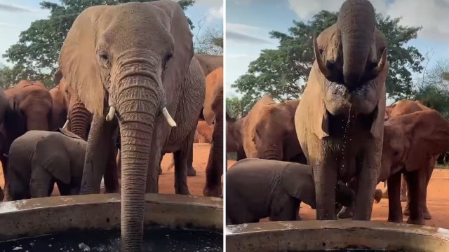 An elephant drinking from a body of water.