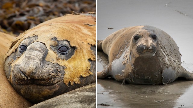An elephant seal molting.