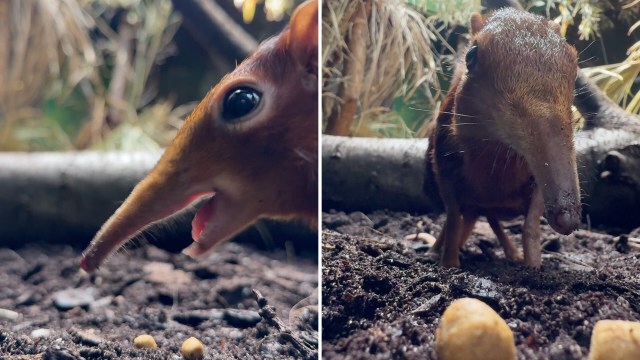 A close-up of a small mammal with a long snout foraging in the dirt near small food items.