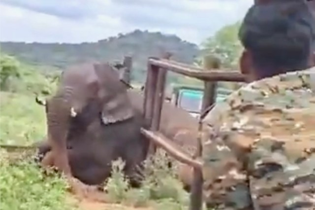 An elephant stuck between railway barricades.