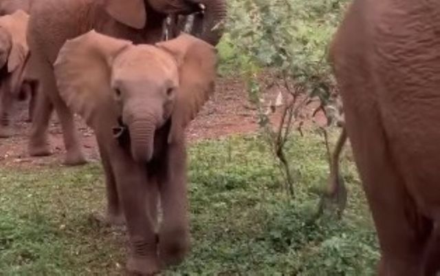 A baby elephant with adult elephants.