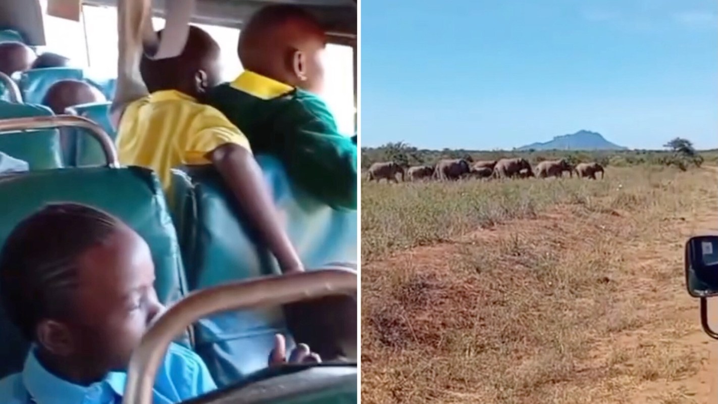 Children on a bus observe a herd of elephants grazing in a grassy landscape with a mountain in the background.