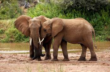 Two African elephants standing together.