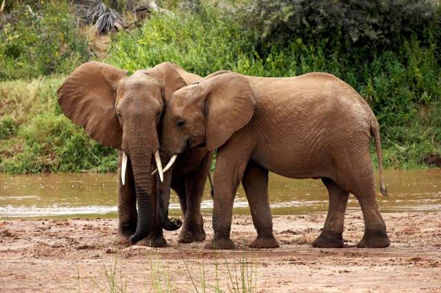 Two African elephants standing together.