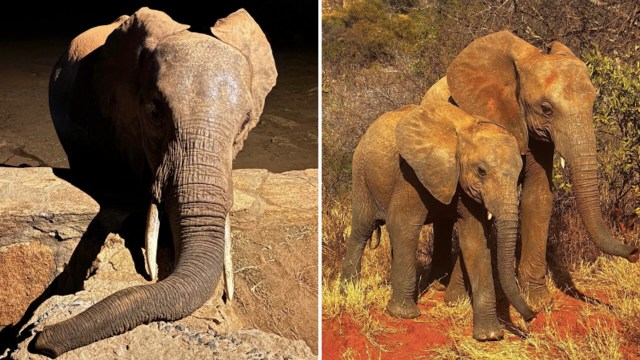 Two elephants, one in shadow and the other in sunlight, stand in a natural habitat with earthy tones and greenery.