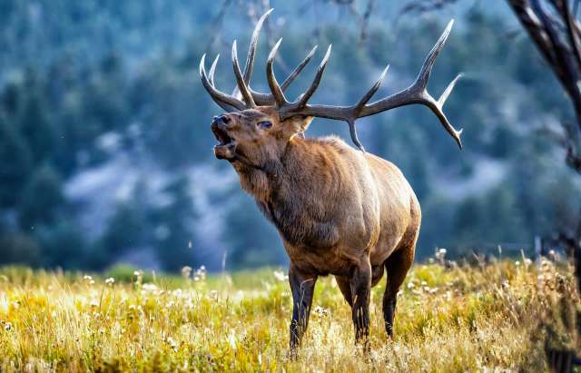 A majestic elk with prominent antlers calls out while standing in a grassy field.