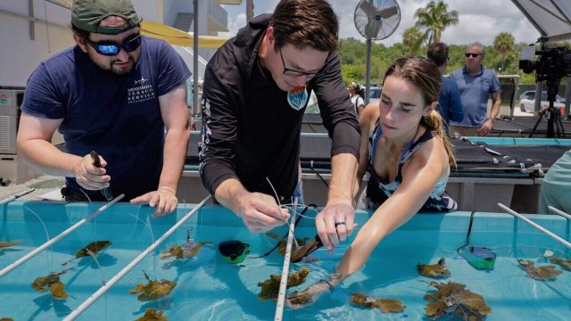 Three individuals work at a tank, examining marine life and handling equipment against a sunny outdoor backdrop.