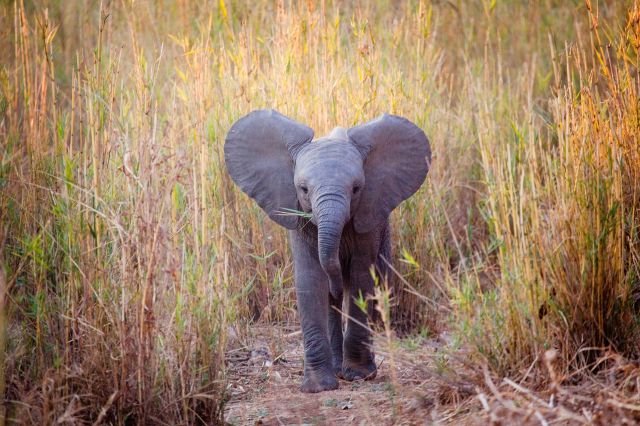 A young African elephant.