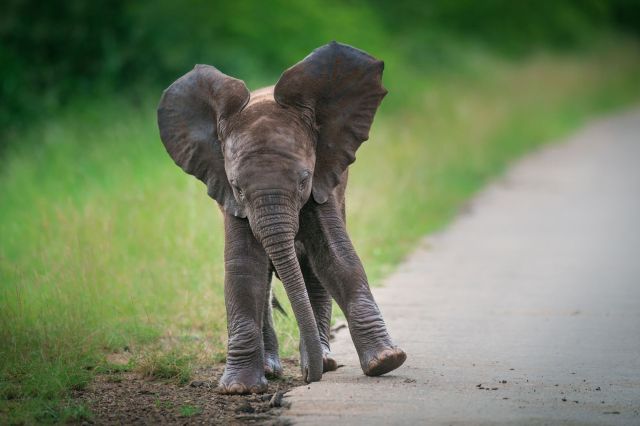 A young elephant.