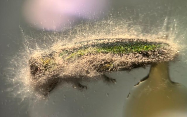 An emerald ash borer beetle with a fungal infection.