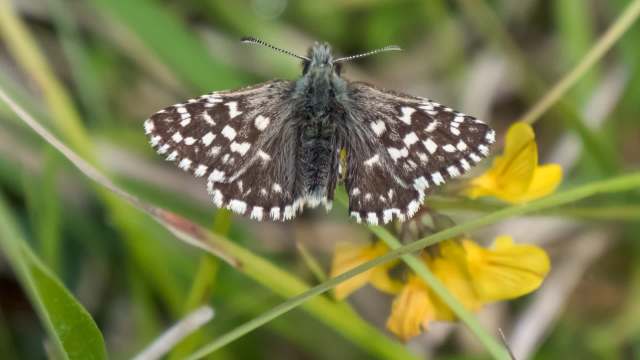 A butterfly with distinctive patterns rests on a yellow flower among green grass.