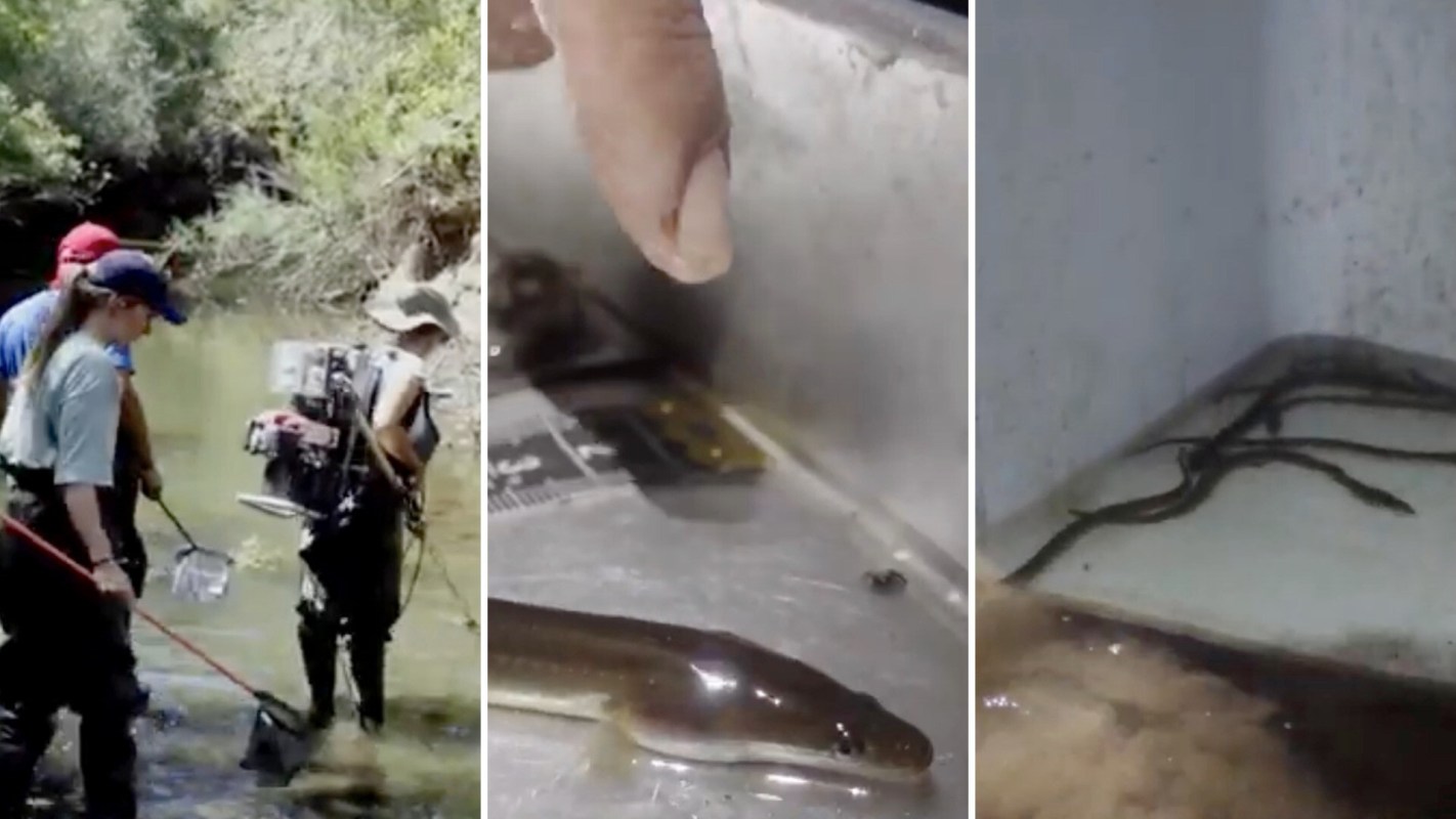 Researchers collecting samples in a river.