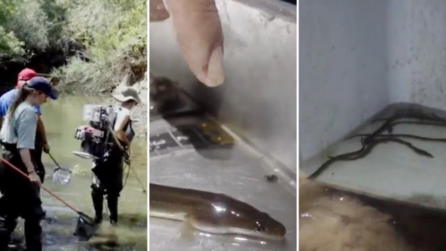 Researchers collecting samples in a river.