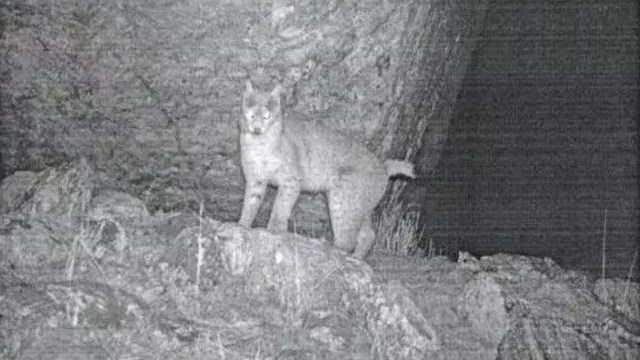A lynx stands on rocky terrain, partially hidden by shadows in a nighttime setting.