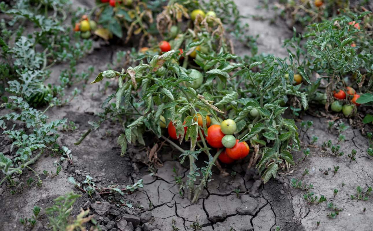 A cluster of ripe and unripe tomatoes grows among cracked, dry soil and green foliage.