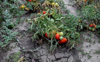 A cluster of ripe and unripe tomatoes grows among cracked, dry soil and green foliage.