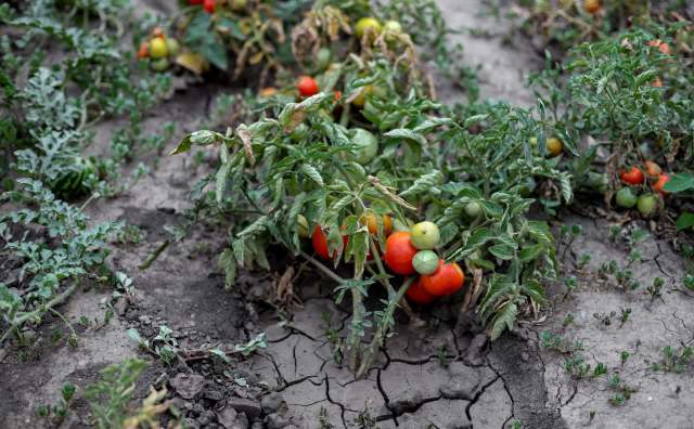 A cluster of ripe and unripe tomatoes grows among cracked, dry soil and green foliage.