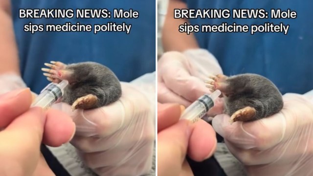 A mole licking medicine out of a syringe.
