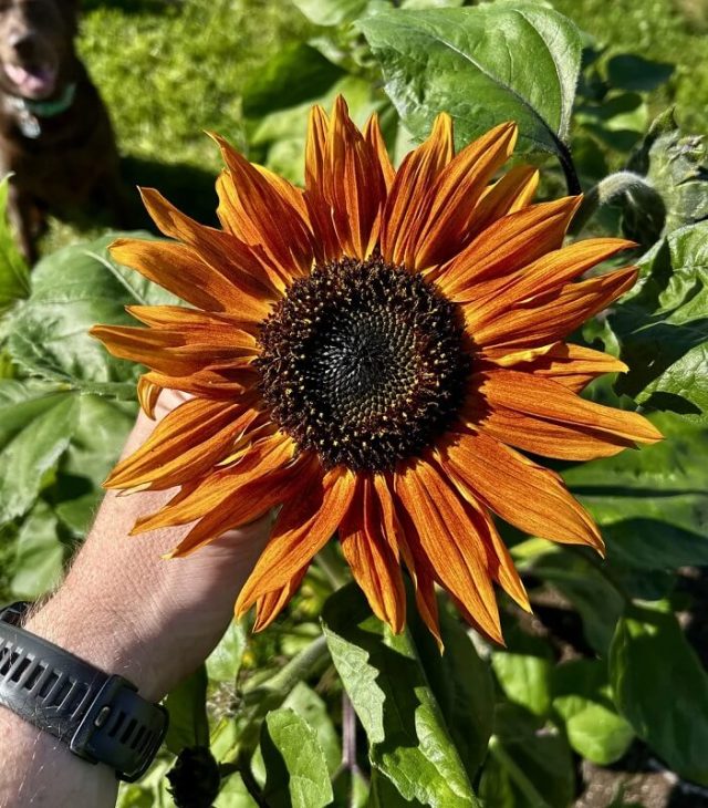 A vibrant sunflower with orange petals and a dark center, surrounded by green leaves.